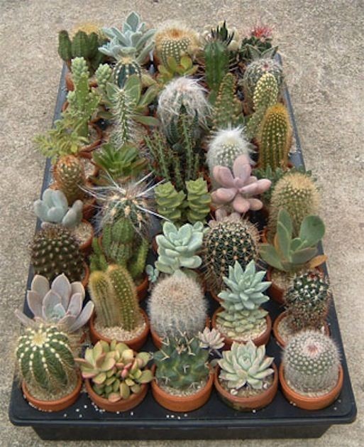 好養(yǎng)的大型綠植_大型綠植好養(yǎng)活_養(yǎng)大型綠植好還是小型