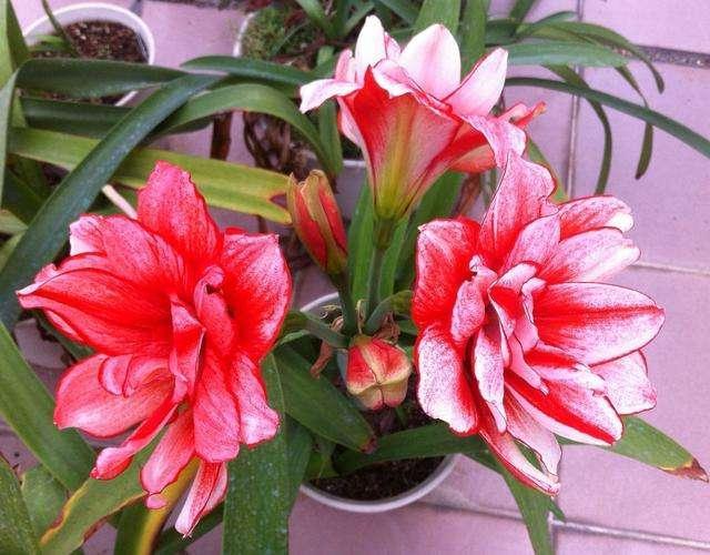 4種花，適合擺在飄窗上養(yǎng)，空間小不打緊，照樣好養(yǎng)活