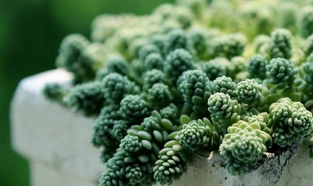 植物多肉的圖片_多肉植物100_植物多肉100字作文