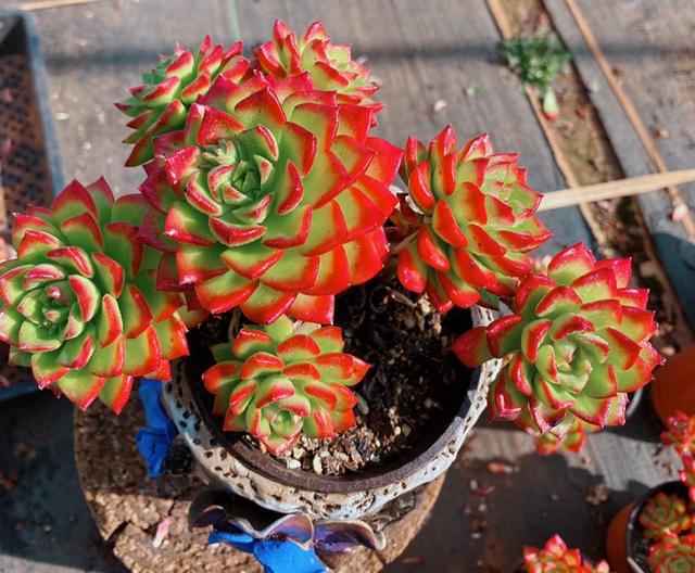 100種常見多肉圖鑒，比花還美，你認(rèn)識幾種？