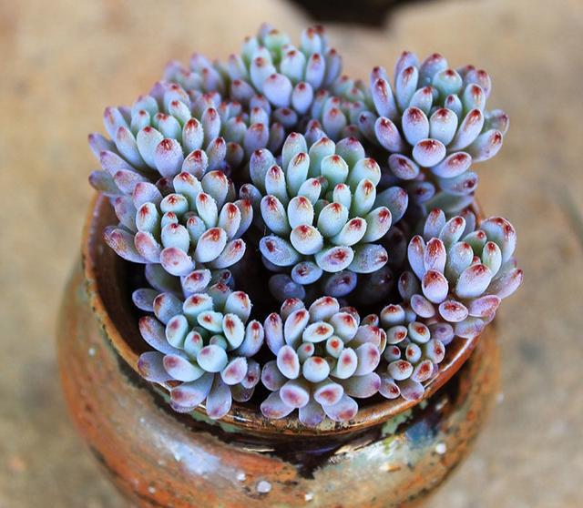 多肉植物樣子介紹_多肉這種植物長什么樣子_植物多肉是什么樣子的