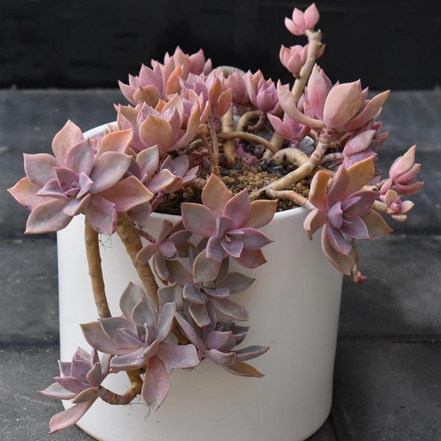 多肉植物樣子介紹_植物多肉是什么樣子的_多肉這種植物長什么樣子