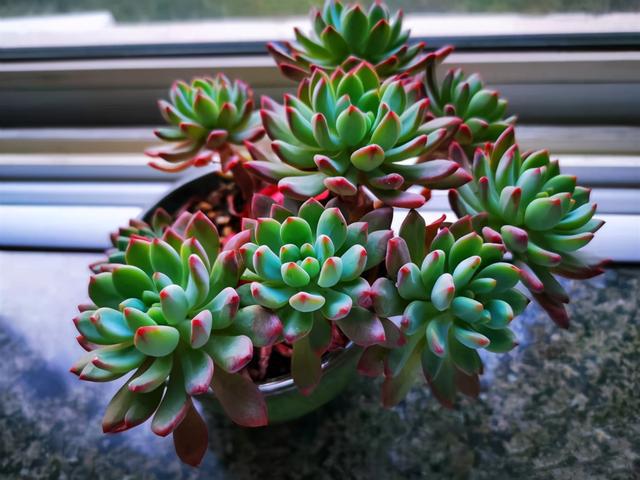 多肉植物樣子介紹_多肉這種植物長什么樣子_植物多肉是什么樣子的