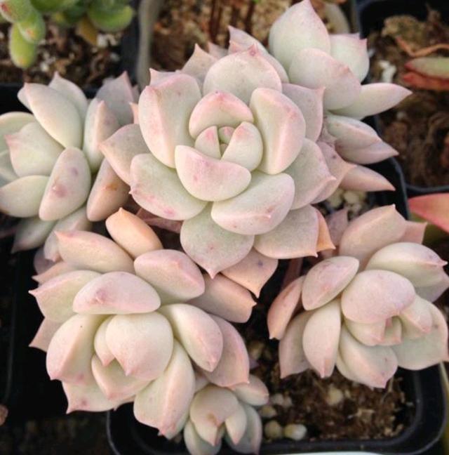 多肉植物樣子介紹_多肉這種植物長什么樣子_植物多肉是什么樣子的