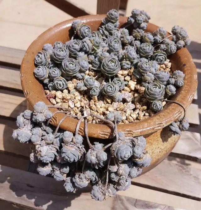 多肉植物樣子介紹_多肉這種植物長什么樣子_植物多肉是什么樣子的