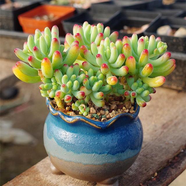 多肉植物樣子介紹_植物多肉是什么樣子的_多肉這種植物長什么樣子