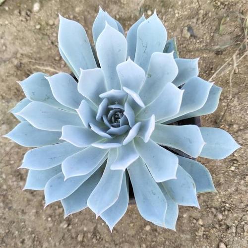 植物多肉是什么樣子的_多肉這種植物長什么樣子_多肉植物樣子介紹