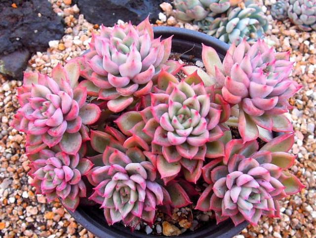 多肉植物樣子介紹_多肉這種植物長什么樣子_植物多肉是什么樣子的