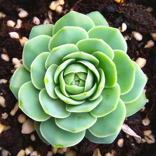 植物多肉是什么樣子的_多肉這種植物長什么樣子_多肉植物樣子介紹