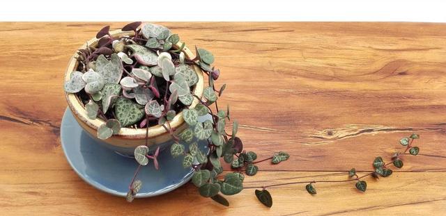 植物多肉是什么樣子的_多肉植物樣子介紹_多肉這種植物長什么樣子