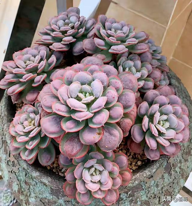 多肉這種植物長什么樣子_植物多肉是什么樣子的_多肉植物樣子介紹