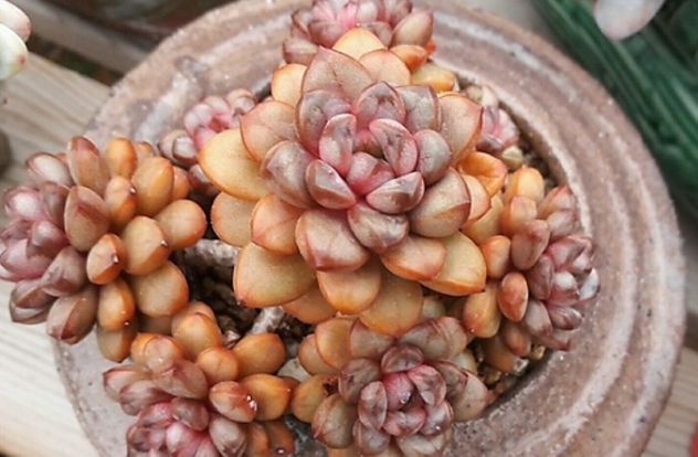 多肉植物樣子介紹_植物多肉是什么樣子的_多肉這種植物長什么樣子