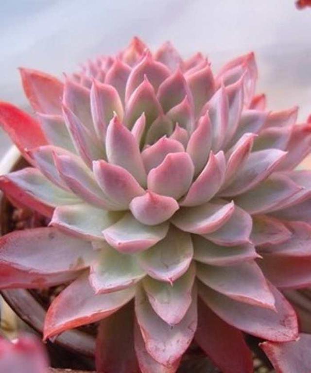 植物多肉是什么樣子的_多肉植物樣子介紹_多肉這種植物長什么樣子