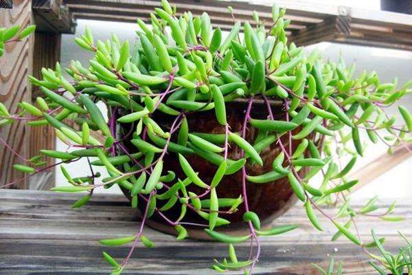 多肉植物樣子介紹_多肉這種植物長什么樣子_植物多肉是什么樣子的