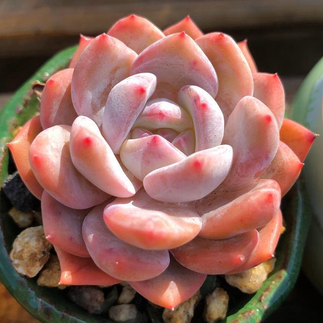 多肉這種植物長什么樣子_多肉植物樣子介紹_植物多肉是什么樣子的