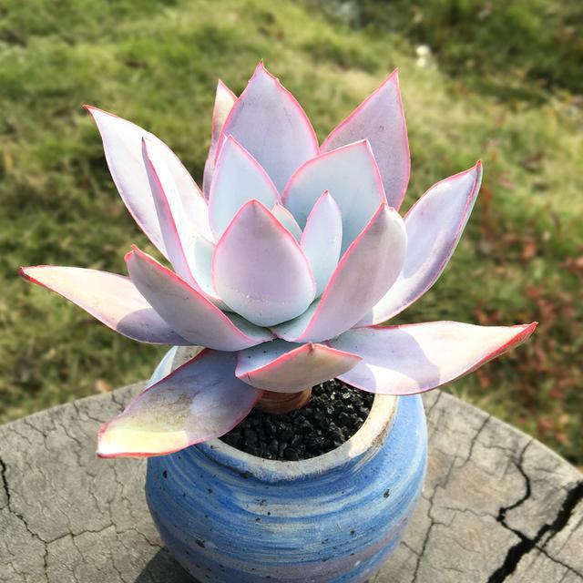 多肉這種植物長什么樣子_植物多肉是什么樣子的_多肉植物樣子介紹