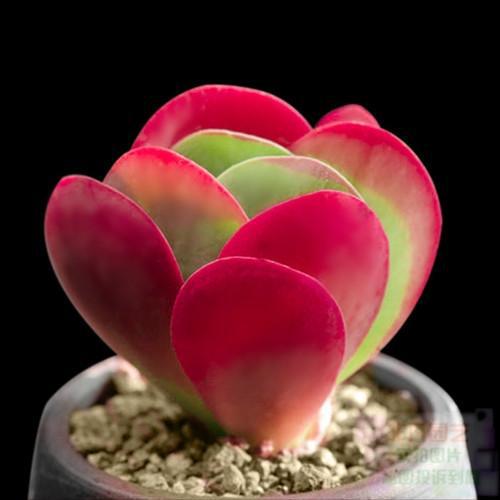 多肉這種植物長什么樣子_植物多肉是什么樣子的_多肉植物樣子介紹