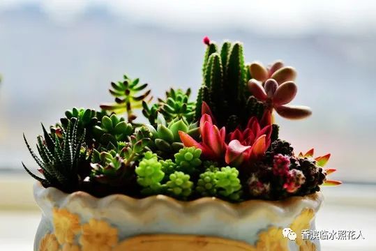 多肉植物樣子介紹_多肉植物是什么樣子的_多肉這種植物長(zhǎng)什么樣子