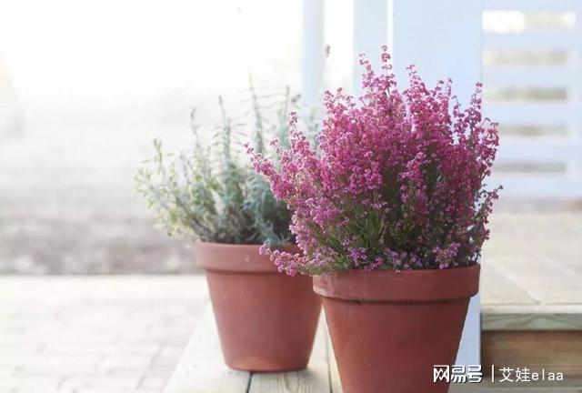 <strong>10種特別耐寒的盆栽花卉，北方冬天也凍不死的植物</strong>