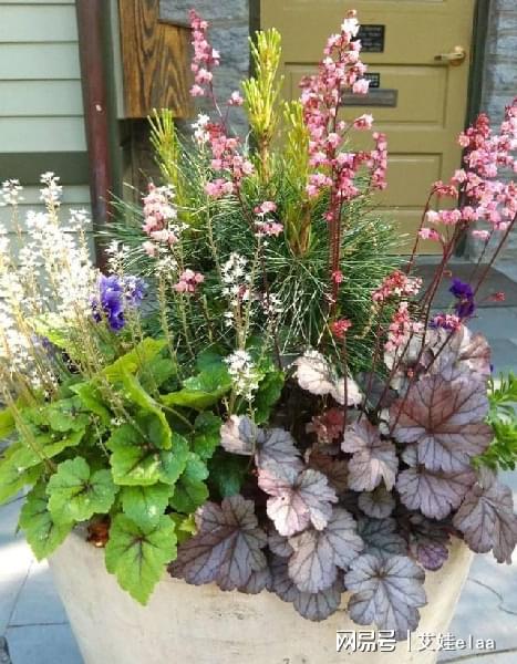 能過冬的室內(nèi)耐寒綠植_什么綠植耐寒_十大耐寒綠植