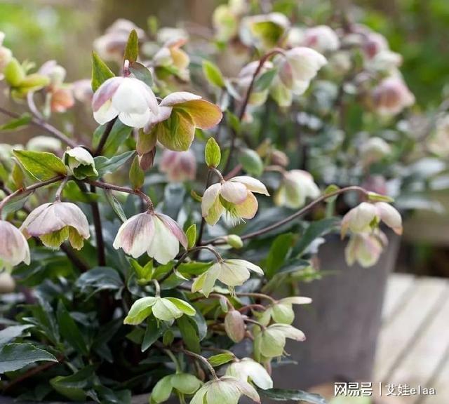 能過冬的室內(nèi)耐寒綠植_十大耐寒綠植_什么綠植耐寒