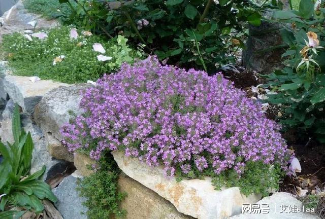 能過冬的室內(nèi)耐寒綠植_什么綠植耐寒_十大耐寒綠植