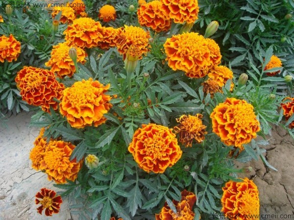 花卉冬季耐寒有哪幾種_花卉耐寒程度_冬季耐寒的花卉有哪些