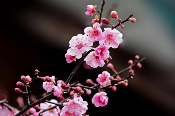 花卉名貴排名前十_花卉名貴排名榜_名貴花卉排名