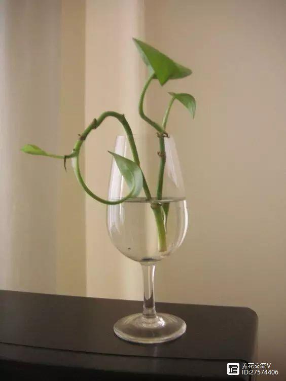 水培綠植只知道綠蘿？這14種都是最好的室內(nèi)水培植物