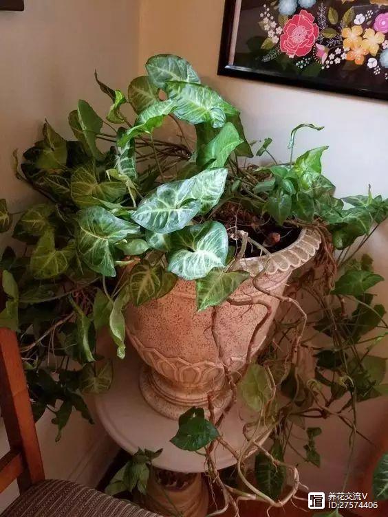 水培的綠葉植物_綠植類水培有哪些品種_水培類綠植有哪些