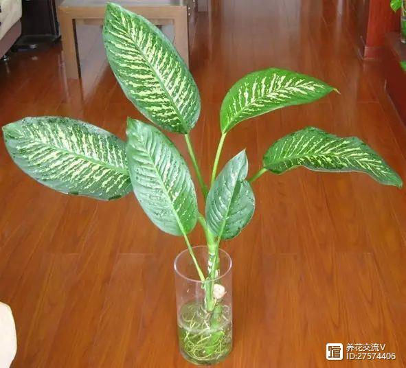 水培類綠植有哪些_綠植類水培有哪些品種_水培的綠葉植物