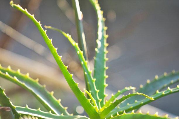 適合臥室養(yǎng)的水培植物_臥室培植養(yǎng)物適合水培嗎_臥室培植養(yǎng)物適合水培的植物