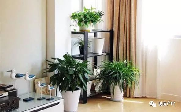 適合放客廳的3種“耐陰花”，沒有陽(yáng)光，葉子也茂盛！比綠蘿好養(yǎng)