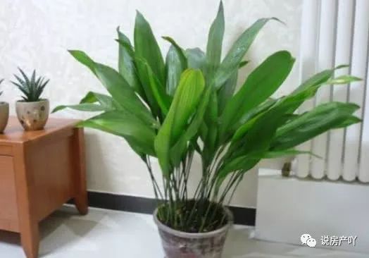 客廳陽(yáng)光充足養(yǎng)什么花_客廳不見陽(yáng)光適合養(yǎng)什么花_客廳養(yǎng)陽(yáng)光適合見花草嗎