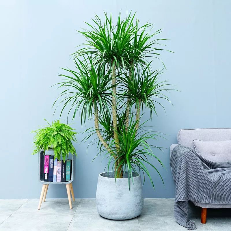 客廳擺放綠植適合什么顏色_客廳擺綠植有什么講究_客廳適合擺放的綠植