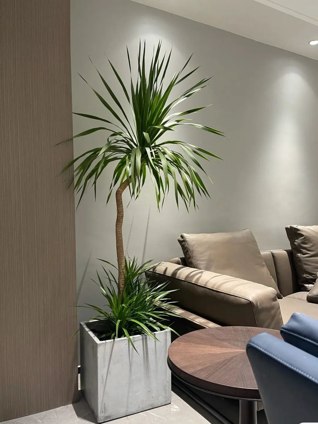 客廳適合擺放的綠植_客廳擺放綠植適合什么顏色_客廳擺綠植有什么講究