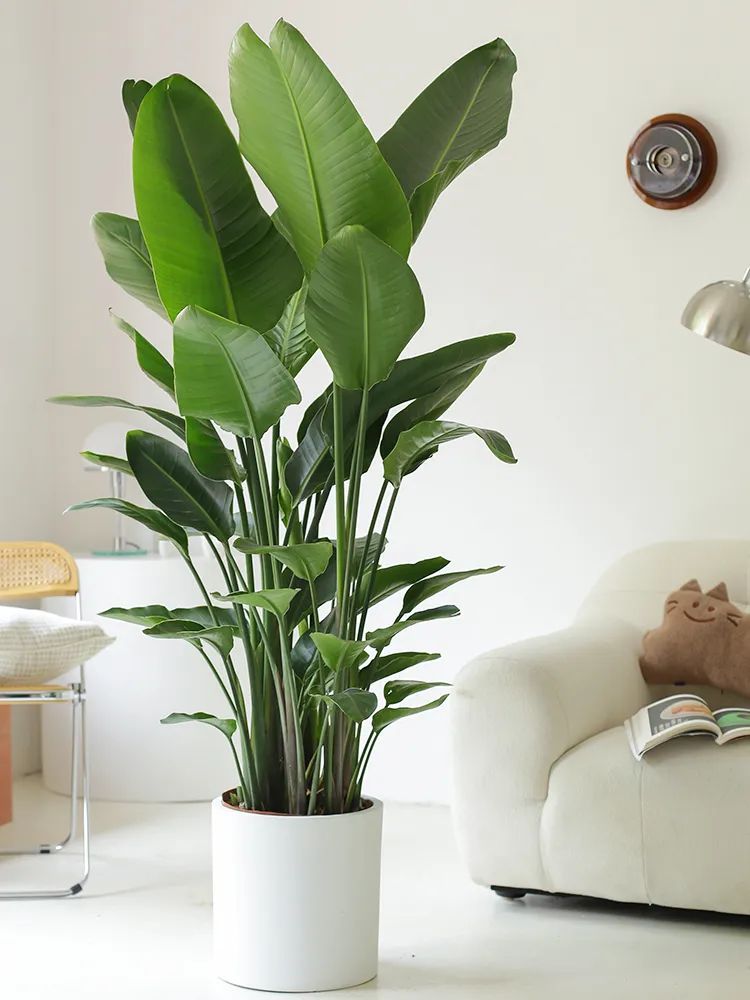 客廳適合擺放的綠植_客廳擺綠植有什么講究_客廳擺放綠植適合什么顏色