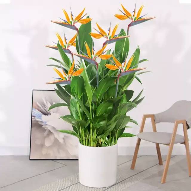 客廳擺綠植有什么講究_客廳適合擺放的綠植_客廳擺放綠植適合什么顏色