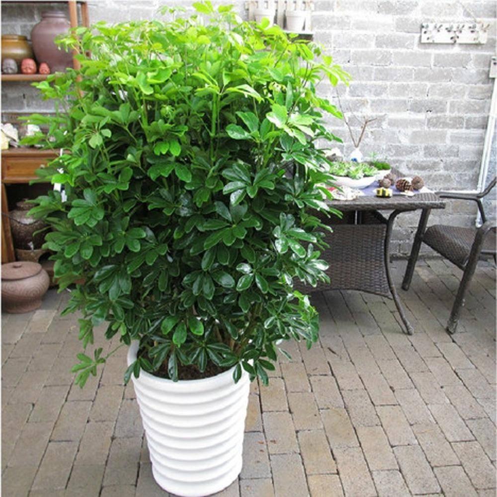 家里養(yǎng)花凈化空氣_屋里養(yǎng)什么花可以凈化空氣_室內(nèi)凈化空氣花