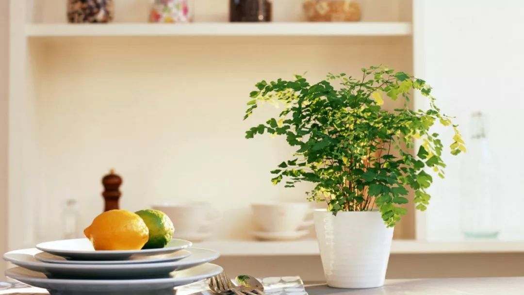 <strong>這10種耐陰花，養(yǎng)家里才氣派，讓你“擺脫”綠蘿的束縛~</strong>