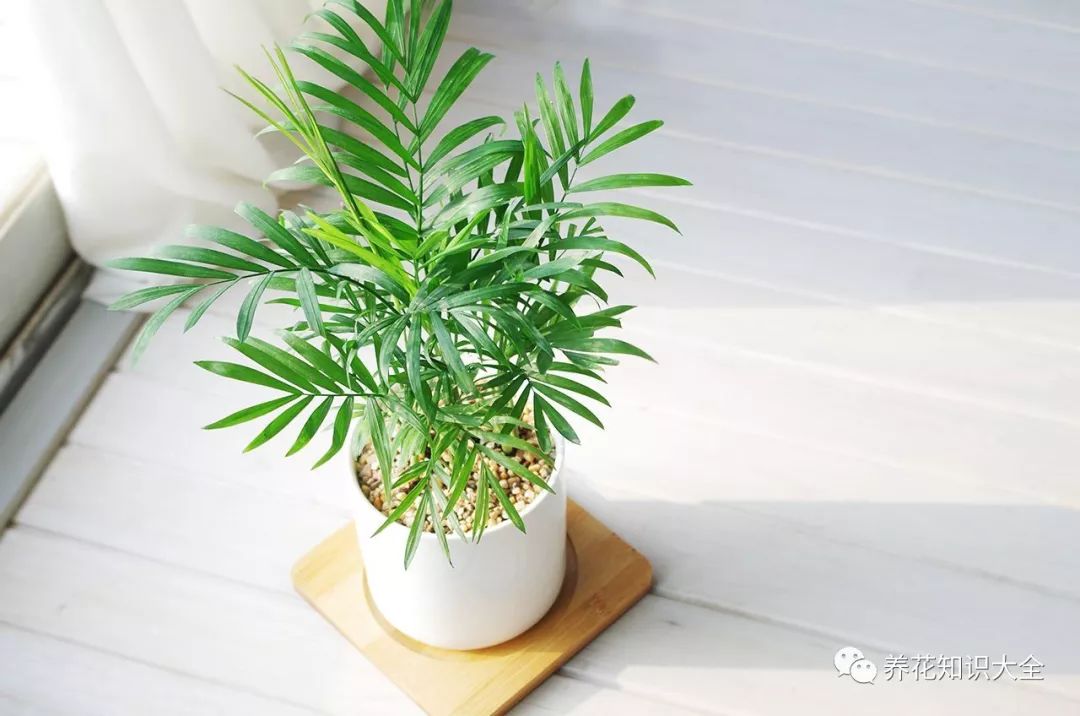 耐陰耐寒的客廳綠植_客廳耐寒綠植耐陰還是耐熱_客廳綠植耐寒養(yǎng)什么植物