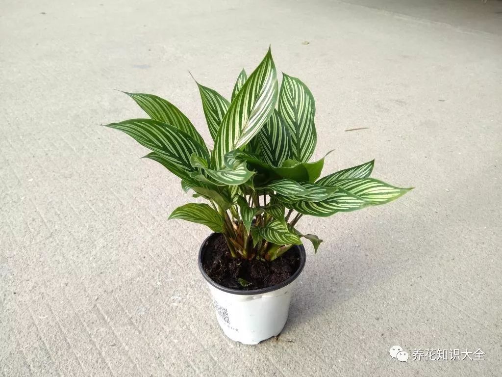 客廳綠植耐寒養(yǎng)什么植物_耐陰耐寒的客廳綠植_客廳耐寒綠植耐陰還是耐熱