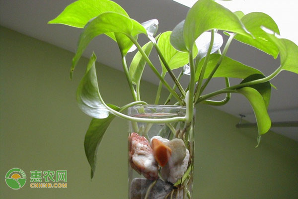 水培花的水可以澆花嗎_水培花卉可以曬太陽(yáng)嗎_可以水培的花卉有哪些