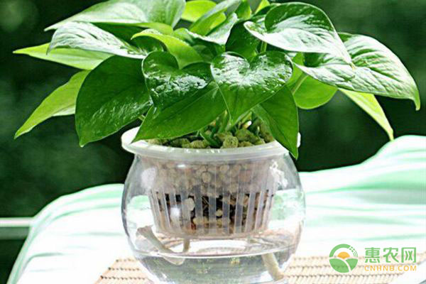 可以水培的花卉有哪些_水培花的水可以澆花嗎_水培花卉可以曬太陽(yáng)嗎