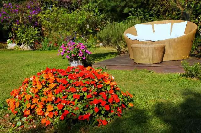 幾種花卉都是極其耐寒的，冬天在零度以下也能生長良好