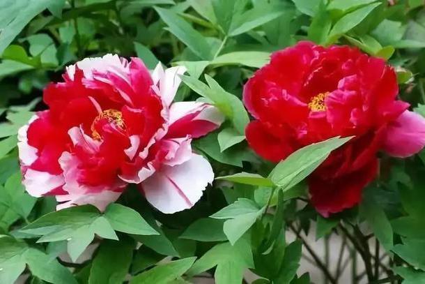 冬季耐寒花_冬天耐寒的花卉有哪些_冬天耐寒開花的花