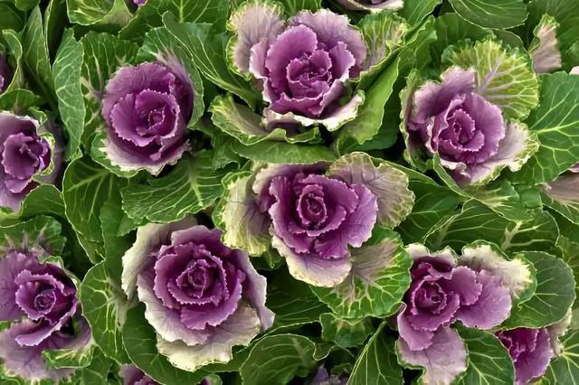 冬天耐寒開花的花_冬季耐寒花_冬天耐寒的花卉有哪些