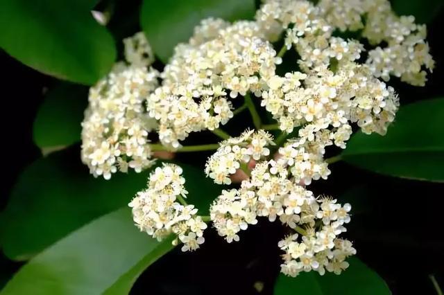 冬天耐寒的花卉有哪些_冬季耐寒花_冬天耐寒開花的花