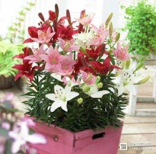 臥室能養(yǎng)花嗎_臥室能養(yǎng)花嗎風水_臥室能養(yǎng)花嗎養(yǎng)什么花