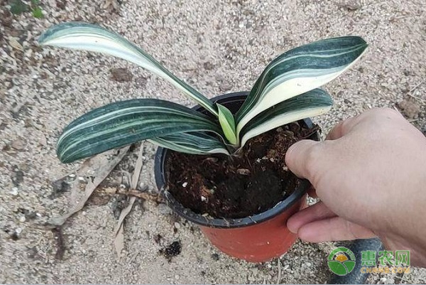 客廳養(yǎng)綠植好不好_客廳養(yǎng)綠植好嗎風水_客廳養(yǎng)什么綠植好